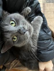 Lost Male Cat last seen 12th St and Mandela Parkway, Oakland, CA 94607
