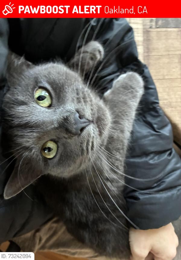 Lost Male Cat last seen 12th St and Mandela Parkway, Oakland, CA 94607