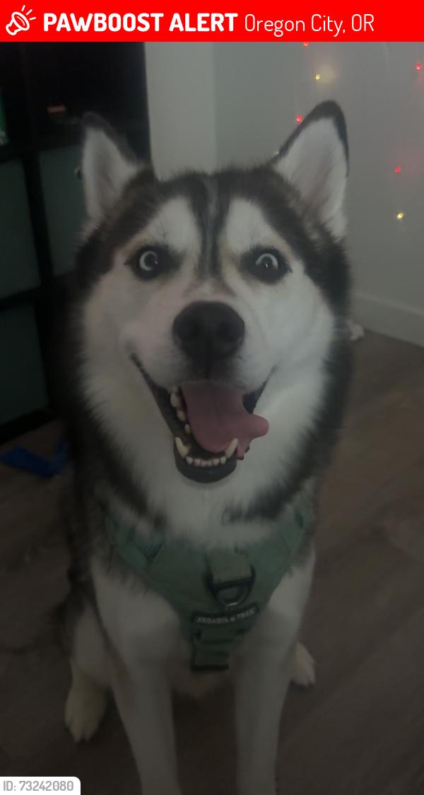 Lost Male Dog last seen Providence hosp in Oregon City, Oregon City, OR 97045