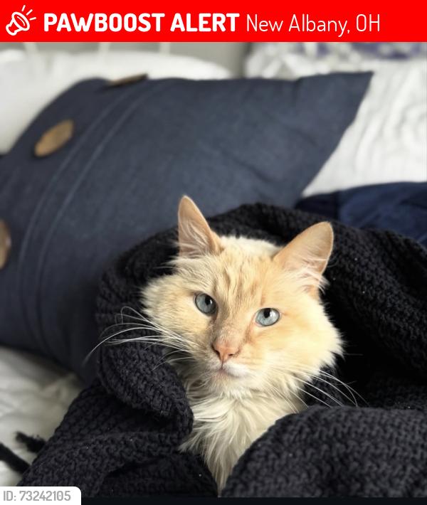 Lost Male Cat last seen Green Cook and Fancher, The Lettuce Factory, Fancher cemetery, New Albany, OH 43054