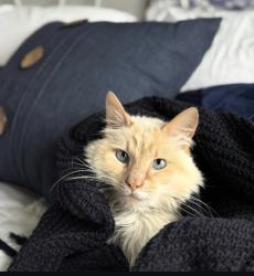Lost Male Cat last seen Green Cook and Fancher, The Lettuce Factory, Fancher cemetery, New Albany, OH 43054