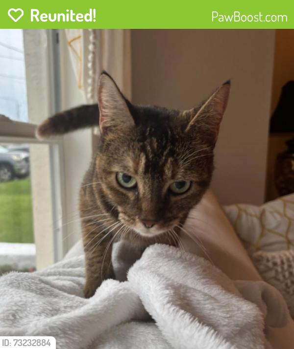 Reunited Female Cat last seen On the street, under a car., Cape Coral, FL 33914