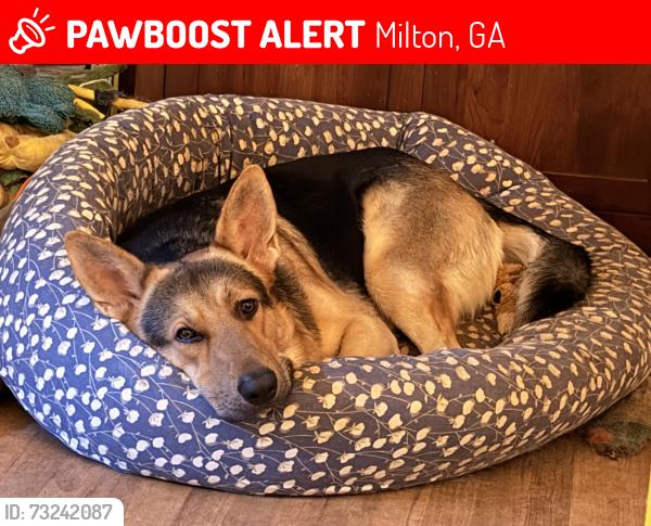 Lost Male Dog last seen Arabian Avenue, Milton, GA 30004