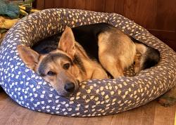 Lost Male Dog last seen Arabian Avenue, Milton, GA 30004