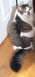 Lost Female Cat last seen Not sure, Hartford, VT 05059
