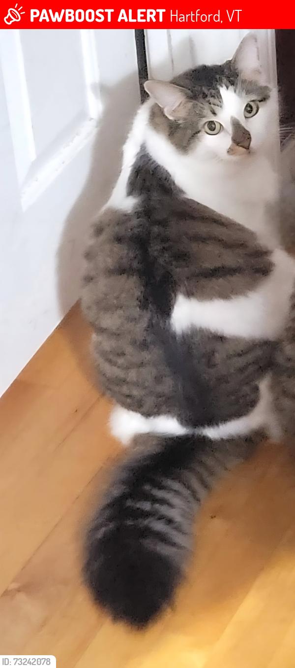 Lost Female Cat last seen Not sure, Hartford, VT 05059