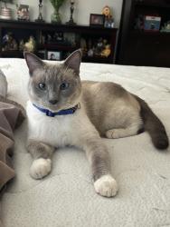 Lost Male Cat last seen Lake manner in Chatsworth by the reserve, Chatsworth Lake Manor, CA 91311