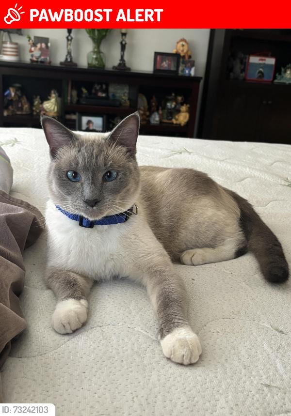 Lost Male Cat last seen Lake manner in Chatsworth by the reserve, Chatsworth Lake Manor, CA 91311