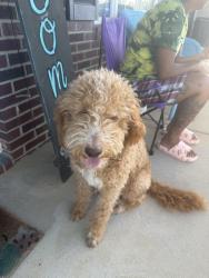 Found/Stray Female Dog last seen Edwinstowe Ave in Stonegate, Fayetteville, NC 28311