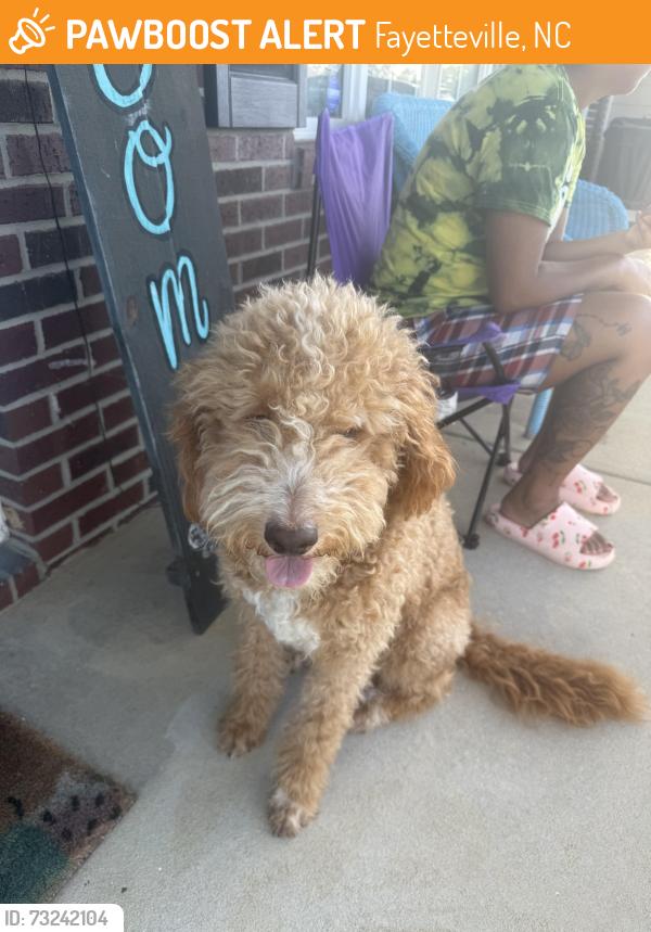 Found/Stray Female Dog last seen Edwinstowe Ave in Stonegate, Fayetteville, NC 28311