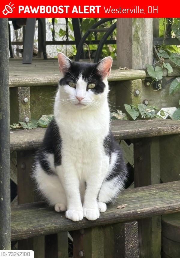 Lost Male Cat last seen Dorchester Sq and Hillsdowne Rd, Westerville, OH 43081