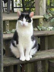 Lost Male Cat last seen Dorchester Sq and Hillsdowne Rd, Westerville, OH 43081