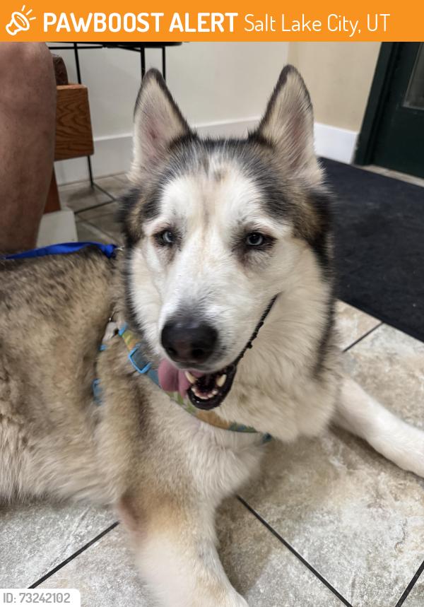 Found/Stray Male Dog last seen S 300 E by Tinkers Cat Cafe, Salt Lake City, UT 84111