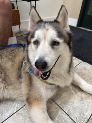 Found/Stray Male Dog last seen S 300 E by Tinkers Cat Cafe, Salt Lake City, UT 84111