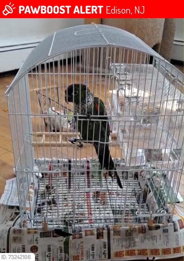 Lost Female Bird last seen Marina Drive, NJ, Edison, NJ 08817