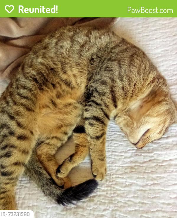 Reunited Male Cat last seen Ouseley close Addington way Luton, Leagrave, England LU4 9GD