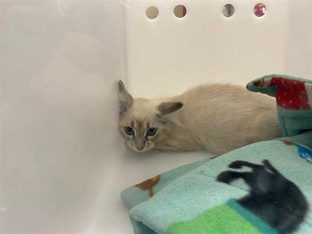 Shelter Stray Female Cat last seen Near BLOCK W THURSTON AVE, 3839 W Burnham St, West Milwaukee, WI 53215, USA