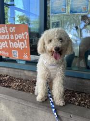 Shelter Stray Male Dog last seen , West Valley Animal Shelter, 20655 Plummer St, Chatsworth, CA 91311, USA