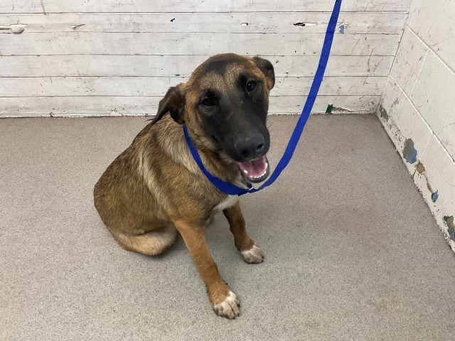 Shelter Stray Female Dog last seen BARLETT X WOODS, 333 Chandler Pl, San Bernardino, CA 92408, USA