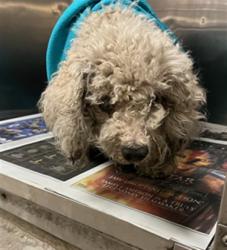 Shelter Stray Male Dog last seen , 14409 Vanowen St, Van Nuys, CA 91405, USA