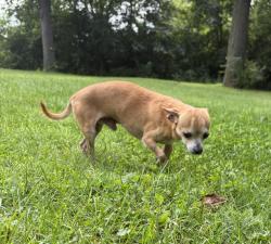 Found/Stray Male Dog last seen unknown, East St. Louis, IL 62201
