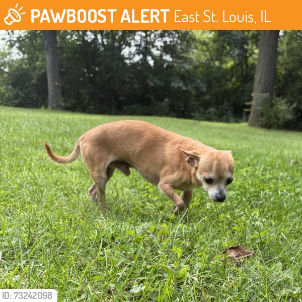 Found/Stray Male Dog last seen unknown, East St. Louis, IL 62201