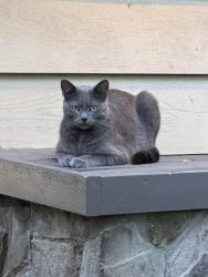 Lost Male Cat last seen Calavo, La Mesa, CA 91941