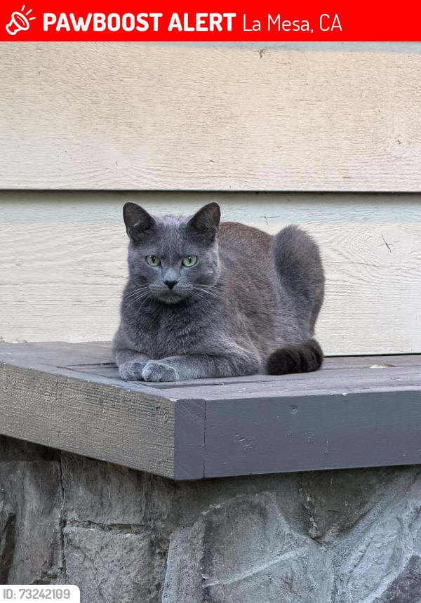 Lost Male Cat last seen Calavo, La Mesa, CA 91941