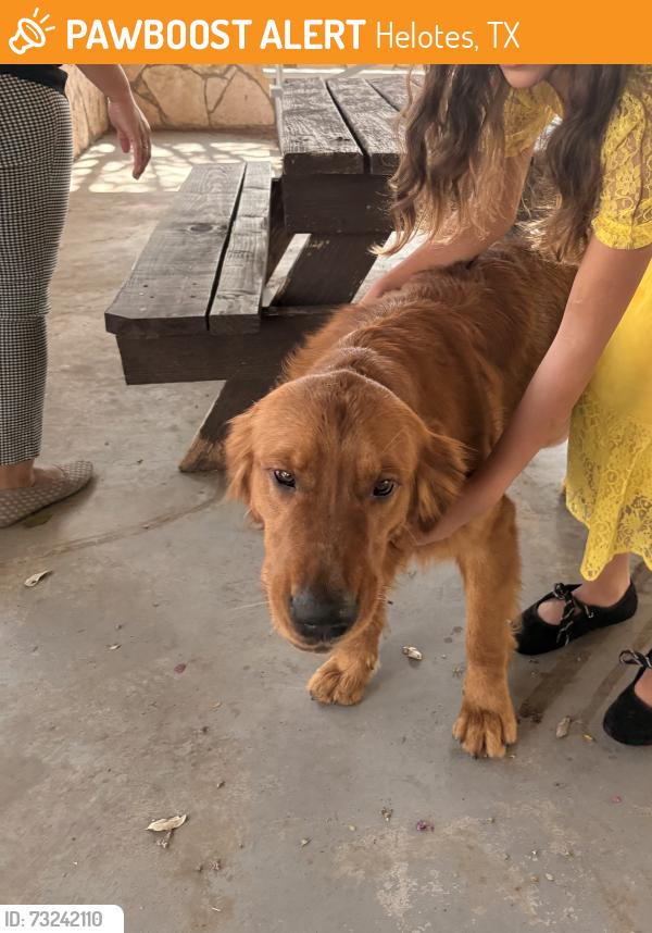 Found/Stray Male Dog last seen our lady of guadalupe church, 78023, Helotes, TX 78023