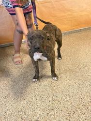 Shelter Stray Female Dog last seen Near BLOCK NW 60 ST, 3599 NW 79th Ave, Doral, FL 33122, USA