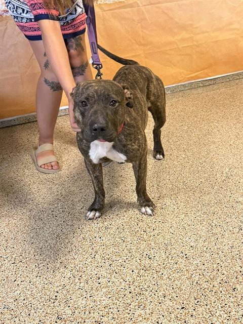 Shelter Stray Female Dog last seen Near BLOCK NW 60 ST, 3599 NW 79th Ave, Doral, FL 33122, USA