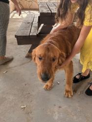 Found/Stray Male Dog last seen our lady of guadalupe church, 78023, Helotes, TX 78023