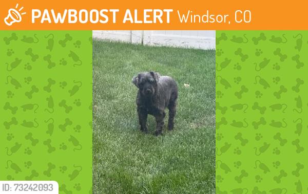 Found/Stray Unknown Dog last seen Water Valley Parkway and Whitney Bay, Windsor, CO 80550