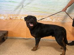 Shelter Stray Male Dog last seen Near BLOCK NW LEJUNE RD, 3599 NW 79th Ave, Doral, FL 33122, USA