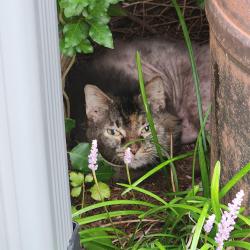 Found/Stray Unknown Cat last seen Batavia high school, Batavia, OH 45103