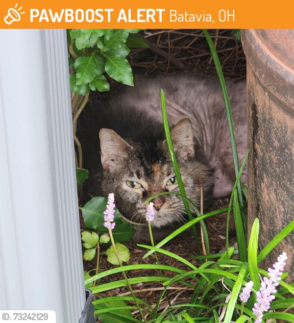 Found/Stray Unknown Cat last seen Batavia high school, Batavia, OH 45103