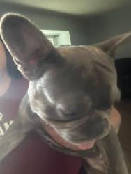 Reunited Female Dog last seen Merkens dr, San Antonio, TX 78229