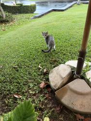 Found/Stray Unknown Cat last seen Kahana ridge place, Mahinahina, HI 96761