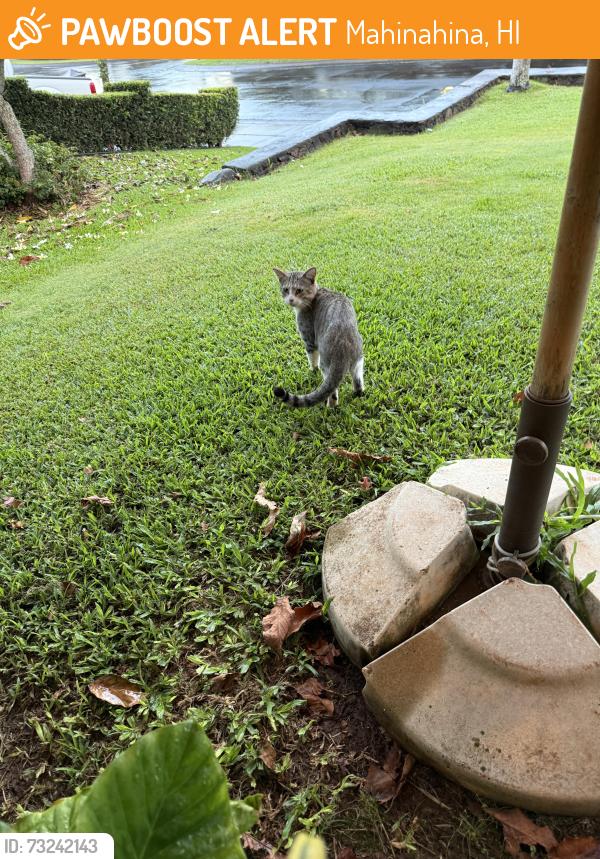 Found/Stray Unknown Cat last seen Kahana ridge place, Mahinahina, HI 96761