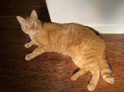 Reunited Male Cat last seen Near N Winding Oaks Dr, Wylie, TX 75098, USA, Wylie, TX 75098