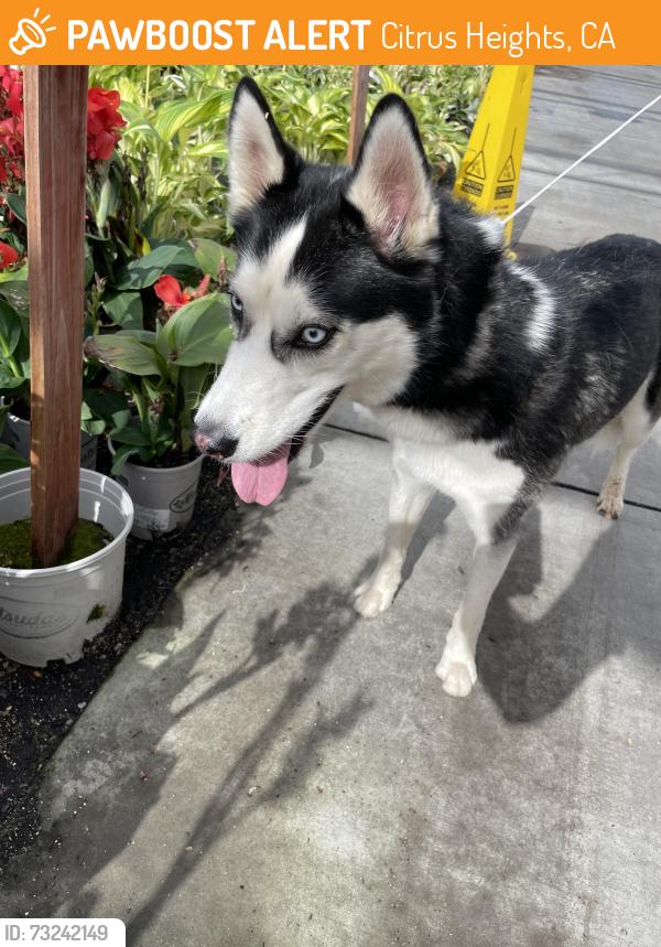Found/Stray Male Dog last seen Green Acres, Citrus Heights, CA 95610