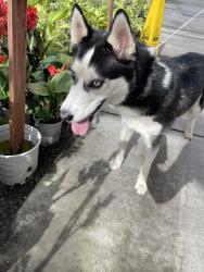 Found/Stray Male Dog last seen Green Acres, Citrus Heights, CA 95610