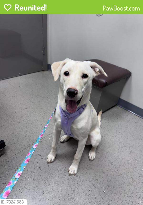Reunited Female Dog last seen Woodstock: Victoria/BellsFerry, Woodstock, GA 30189