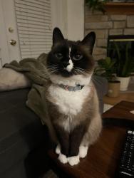 Lost Female Cat last seen Richards Road and High Street, Columbus, OH 43214