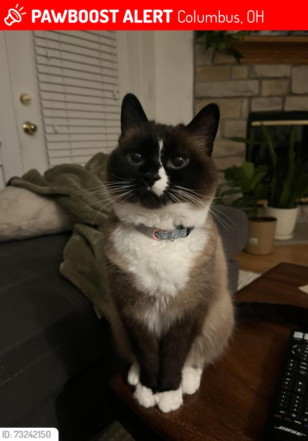 Lost Female Cat last seen Richards Road and High Street, Columbus, OH 43214
