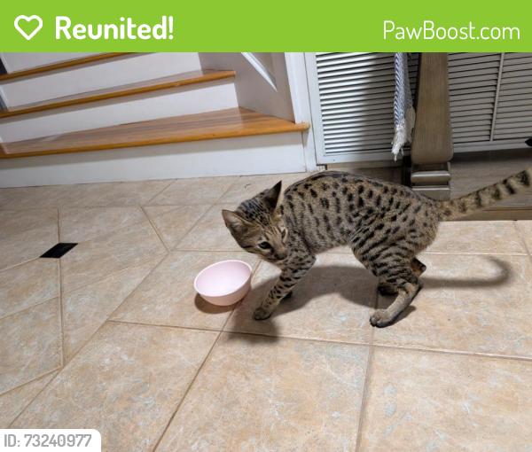 Reunited Male Cat last seen Edgewood and midland, Sarasota County, FL 34231