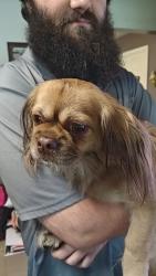 Reunited Female Dog last seen Dollar General and Joe's place, Cynthiana, KY 41031