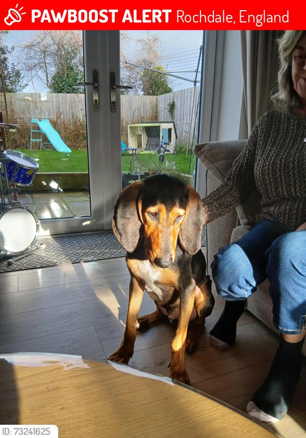 Lost Male Dog last seen Milnrow area, Rochdale, England 
