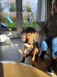 Lost Male Dog last seen Milnrow area, Rochdale, England 