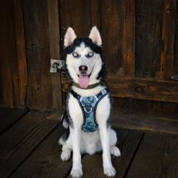 Reunited Male Dog last seen Greenback and Mariposa, Citrus Heights, CA 95610